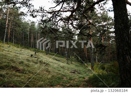 Pine forest landscape in Divcibare, Serbia with tall trees on a hillside Pine forest landscape in Divcibare, Serbia with tall trees on a hillside 132068184
