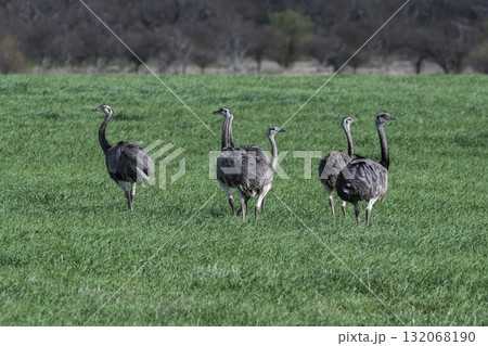 Greater Rhea, Rhea americana, in Pampas coutryside environment, La Pampa province, ,Brazil. 132068190