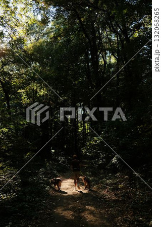 Woman walking with two dogs German and an Australian Shepherd on a forest trail in Fruska Gora National Park. Travel and hiking with pets concept Woman walking with two dogs German and an Australian Shepherd on a forest trail in Fruska Gora National Park. Travel and hiking with pets concept 132068265