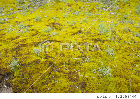 Moss on the wet ground, in a semi-desert environment, Peninsula Valdes, Patagonia, Argentina. 132068444