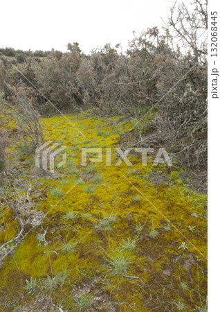 Moss on the wet ground, in a semi-desert environment, Peninsula Valdes, Patagonia, Argentina. 132068445