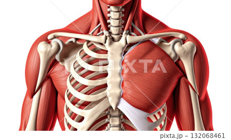 Full Human Musculoskeletal System with Muscle Overlay Full Human Musculoskeletal System with Muscle Overlay 132068461
