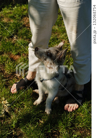 Red merle Border Collie puppy sitting between womans legs on grass, looking up with curious expression, park at Kalemegdan. Training dog outdoor Red merle Border Collie puppy sitting between womans legs on grass, looking up with curious expression, park at Kalemegdan. Training dog outdoor 132068754