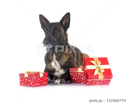 malinois in studio 132068774