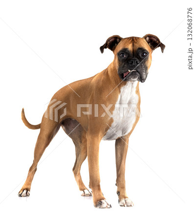 boxer in studio boxer in studio 132068776