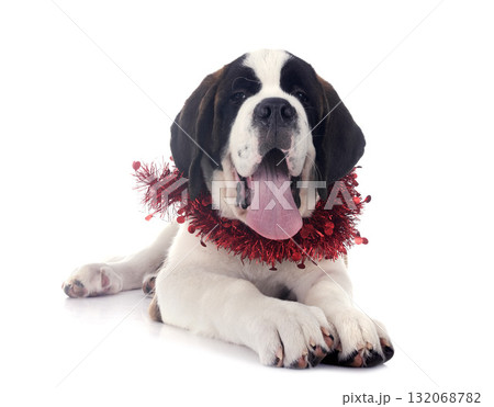 puppy saint bernard in studio puppy saint bernard in studio 132068782