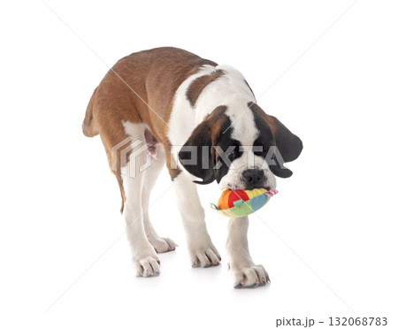 puppy saint bernard in studio puppy saint bernard in studio 132068783