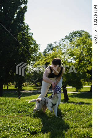 Smiling woman playing with red merle Border Collie puppy tugging on a purple ball toy in the park on a sunny day 132068794