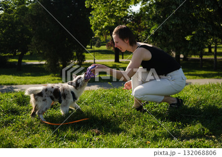 Smiling woman playing with red merle Border Collie puppy tugging on a purple ball toy in the park on a sunny day 132068806