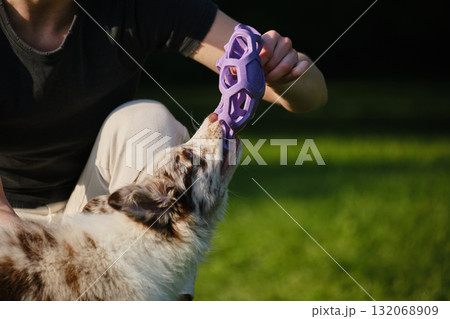 Red merle Border Collie puppy plays tug of war with female owner, pulling a purple toy ball outdoors on green grass. Close view portrait of dog in motion Red merle Border Collie puppy plays tug of war with female owner, pulling a purple toy ball outdoors on green grass. Close view portrait of dog in motion 132068909
