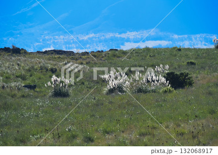 Highland grasslands in Pampa de Achala , Quebrada del Condorito  National Park,Cordoba province, Argentina 132068917