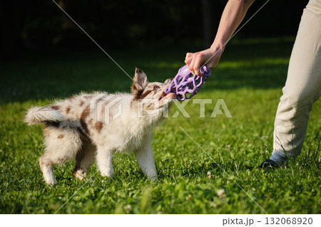 Red merle Border Collie puppy plays tug of war with female owner, pulling a purple toy ball outdoors on green grass. Close view portrait of dog in motion Red merle Border Collie puppy plays tug of war with female owner, pulling a purple toy ball outdoors on green grass. Close view portrait of dog in motion 132068920