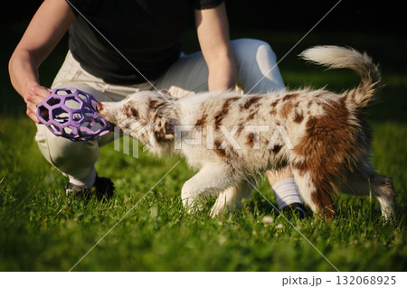 Red merle Border Collie puppy plays tug of war with female owner, pulling a purple toy ball outdoors on green grass. Close view portrait of dog in motion 132068925