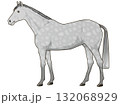 芦毛の馬（サラブレット） 132068929