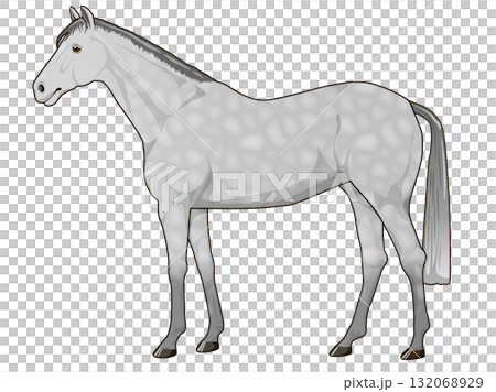 灰馬(純種馬) 灰馬(純種馬) 132068929