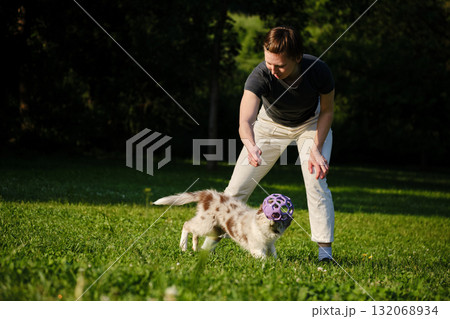 Woman plays fetch with red merle Border Collie puppy in park, holding a purple toy ball as the playful dog jumps on green grass 132068934