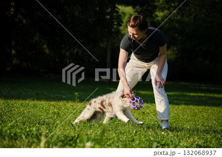 Young woman plays tug of war with red merle Border Collie puppy standing on grass, fun training and playful exercise 132068937