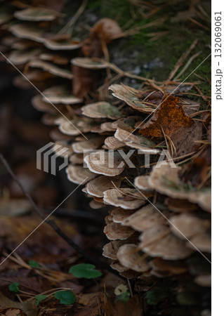 Close-up of autumn forest mushrooms. Warm seasonal colors and artistic blur Close-up of autumn forest mushrooms. Warm seasonal colors and artistic blur 132069061