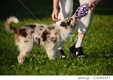 Red merle Border Collie puppy plays tug of war with female owner, pulling a purple toy ball outdoors on green grass. Close view portrait of dog in motion Red merle Border Collie puppy plays tug of war with female owner, pulling a purple toy ball outdoors on green grass. Close view portrait of dog in motion 132069147