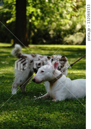 Red merle Border Collie puppy and white Bull Terrier interact on green grass, playful meeting of two dogs outdoors Red merle Border Collie puppy and white Bull Terrier interact on green grass, playful meeting of two dogs outdoors 132069153