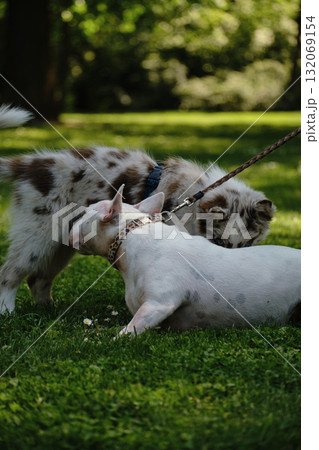 Red merle Border Collie puppy and white Bull Terrier interact on green grass, playful meeting of two dogs outdoors Red merle Border Collie puppy and white Bull Terrier interact on green grass, playful meeting of two dogs outdoors 132069154