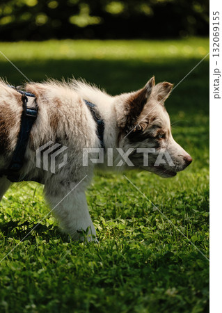 Red merle Border Collie puppy in harness explores the grass, focused and curious during outdoor walk. Side view portrait Red merle Border Collie puppy in harness explores the grass, focused and curious during outdoor walk. Side view portrait 132069155