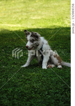 Red merle Border Collie puppy sits on grass, looking curious and playful, enjoying nature in the park Red merle Border Collie puppy sits on grass, looking curious and playful, enjoying nature in the park 132069156
