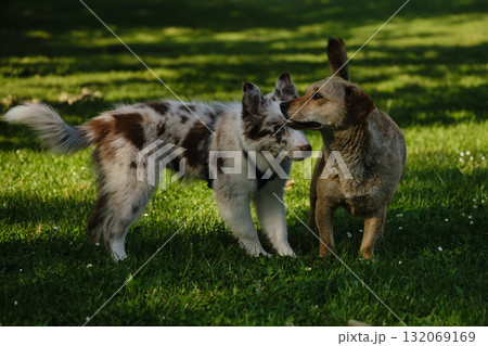 Red merle Border Collie puppy meets a brown mongrel dog on green grass, friendly interaction and playful curiosity outdoors 132069169