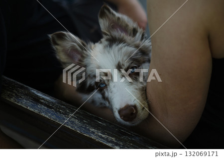 Border Collie puppy rests in owners arms, looking calm and safe with its blue eyes half closed, enjoying comfort Border Collie puppy rests in owners arms, looking calm and safe with its blue eyes half closed, enjoying comfort 132069171