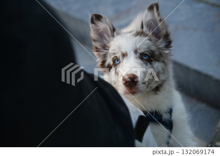 Border Collie puppy with blue eyes looks up with curiosity, wearing a harness, close-up portrait with blurred background 132069174