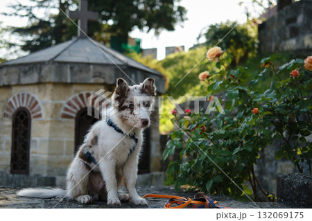 Border Collie puppy sits on stone near blooming roses, with leash on the ground, posing with curious eyes Border Collie puppy sits on stone near blooming roses, with leash on the ground, posing with curious eyes 132069175