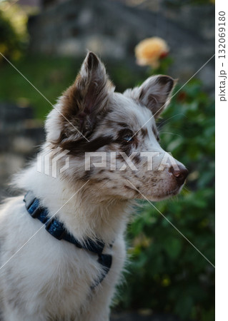 Border Collie puppy with striking blue eyes looks up curiously, wearing a harness, with flowers softly blurred behind 132069180