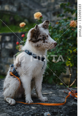 Cute Border Collie puppy with blue eyes sits on stone, wearing a harness, with flowers blooming in the background 132069183