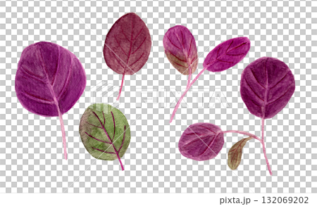 手繪水彩插圖的莧菜寶寶 手繪水彩插圖的莧菜寶寶 132069202