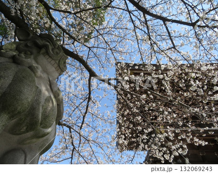 寒川神社　寒川町　神奈川県 132069243