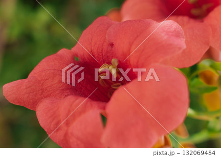 Extreme Close-up of Vibrant Red-Orange Trumpet Vine Campsis radicans, Flower Showing Delicate Stamen Extreme Close-up of Vibrant Red-Orange Trumpet Vine Campsis radicans, Flower Showing Delicate Stamen 132069484