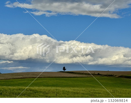 北海道上富良野町の一本木 132069814