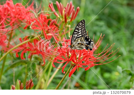 アゲハ蝶 132070079