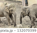 動物園のゾウの親子 132070399