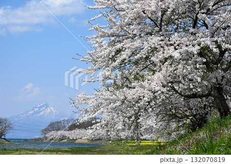 舟津川沿いの桜並木と会津磐梯山(福島県) 舟津川沿いの桜並木と会津磐梯山(福島県) 132070819