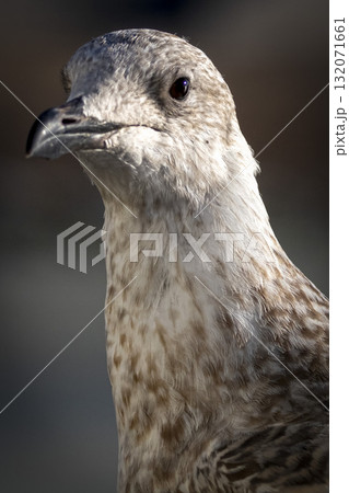 Juvenile Herring Gull portrait against dark background Juvenile Herring Gull portrait against dark background 132071661