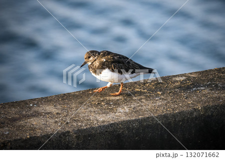 Ruddy Turnstone on sea wall by ocean 132071662