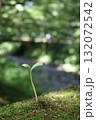 苔の上に生える新芽 132072542