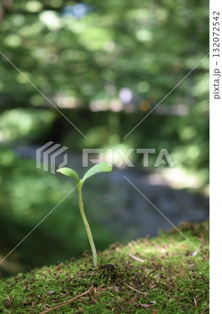 苔の上に生える新芽 132072542