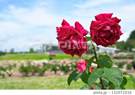 長岡丘陵公園のバラ園（新潟県） 132072816