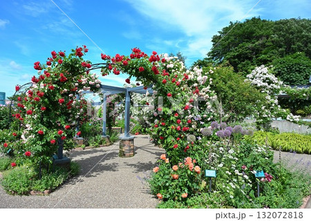 長岡丘陵公園のバラ園(新潟県) 長岡丘陵公園のバラ園(新潟県) 132072818