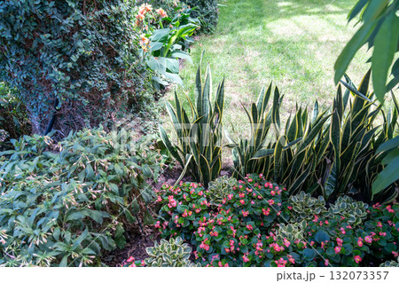 Lush garden bed with pink begonias, variegated plants, and snake plant 132073357