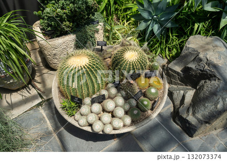 Cactus and succulent collection in a sunlit conservatory Cactus and succulent collection in a sunlit conservatory 132073374