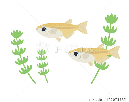 メダカと水草のイラスト素材 メダカと水草のイラスト素材 132073385