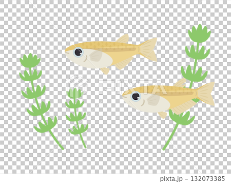 メダカと水草のイラスト素材 メダカと水草のイラスト素材 132073385